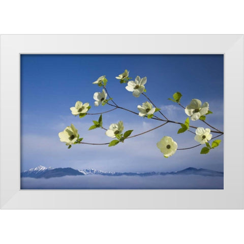 WA, Hood Canal Pacific dogwood blossoms White Modern Wood Framed Art Print by Paulson, Don