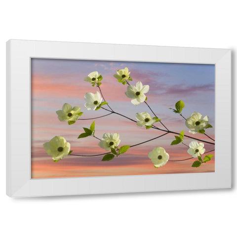 WA, Hood Canal Pacific dogwood blossoms White Modern Wood Framed Art Print by Paulson, Don