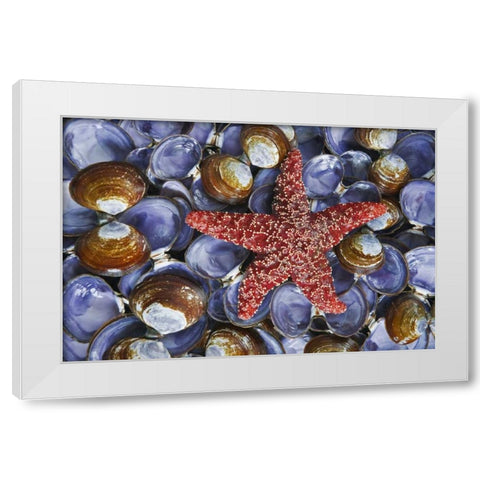 WA, Hood Canal, Seabeck Starfish and clam shells White Modern Wood Framed Art Print by Paulson, Don