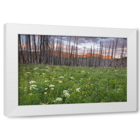 Washington, Mount Baker after a wildfire White Modern Wood Framed Art Print by Paulson, Don