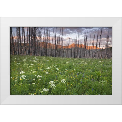 Washington, Mount Baker after a wildfire White Modern Wood Framed Art Print by Paulson, Don