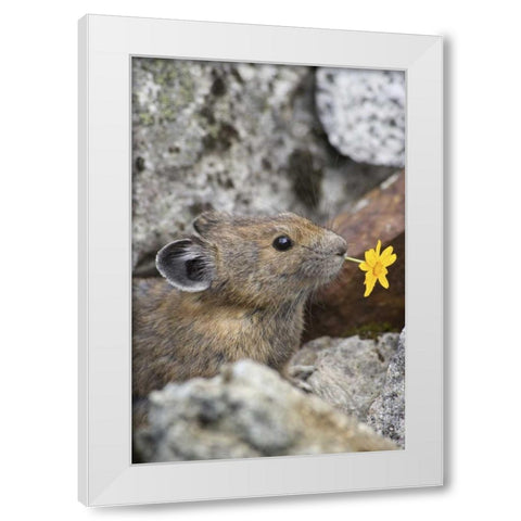 WA, Cascade Pass Pika with flower in mouth White Modern Wood Framed Art Print by Paulson, Don
