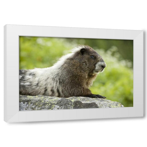 WA, North Cascades NP, Marmot sitting on rock White Modern Wood Framed Art Print by Paulson, Don