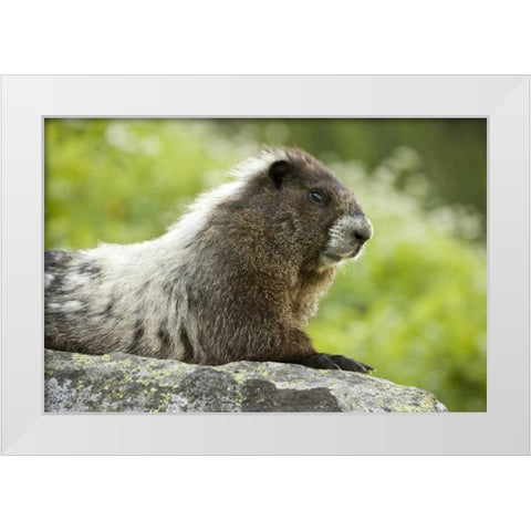 WA, North Cascades NP, Marmot sitting on rock White Modern Wood Framed Art Print by Paulson, Don