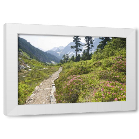 WA, Cascade Pass Hiking trail amid wilderness White Modern Wood Framed Art Print by Paulson, Don