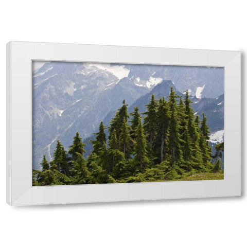 WA, North Cascades NP Mountain hemlock trees White Modern Wood Framed Art Print by Paulson, Don
