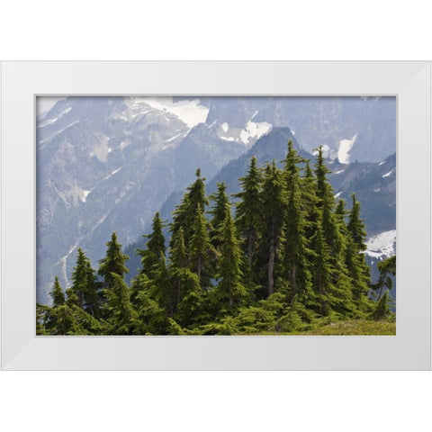WA, North Cascades NP Mountain hemlock trees White Modern Wood Framed Art Print by Paulson, Don