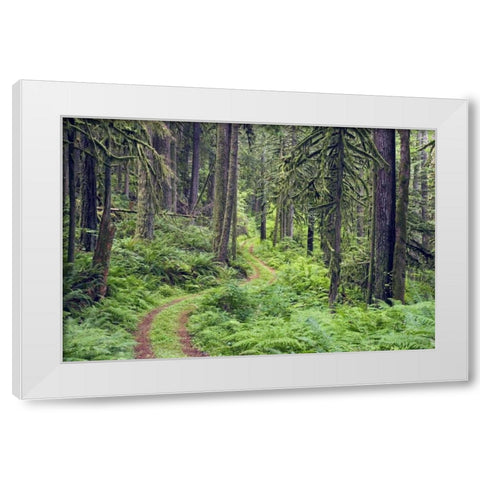 WA, Rockport SP, Rockport Road through trees, White Modern Wood Framed Art Print by Paulson, Don