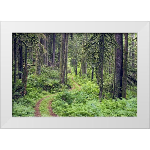 WA, Rockport SP, Rockport Road through trees, White Modern Wood Framed Art Print by Paulson, Don