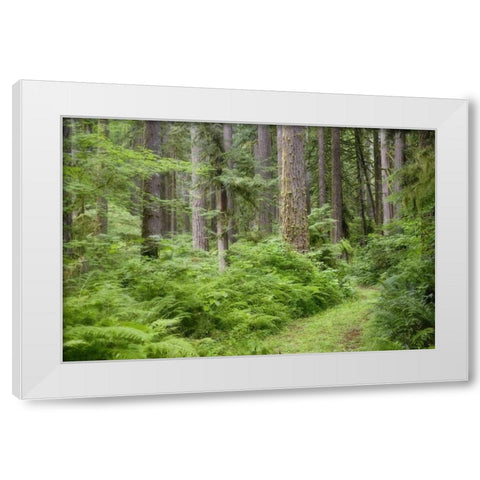 WA, Rockport SP, Rockport Road through trees, White Modern Wood Framed Art Print by Paulson, Don
