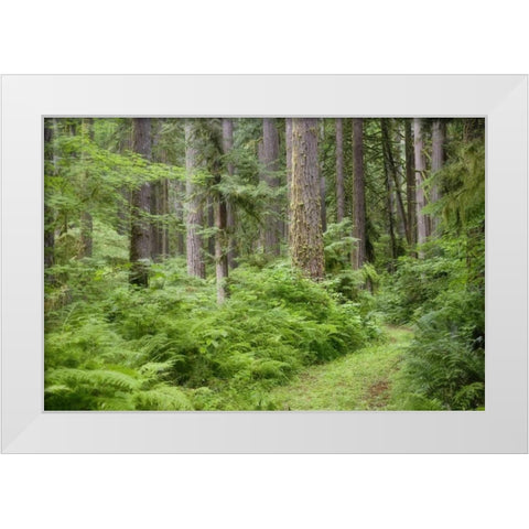 WA, Rockport SP, Rockport Road through trees, White Modern Wood Framed Art Print by Paulson, Don