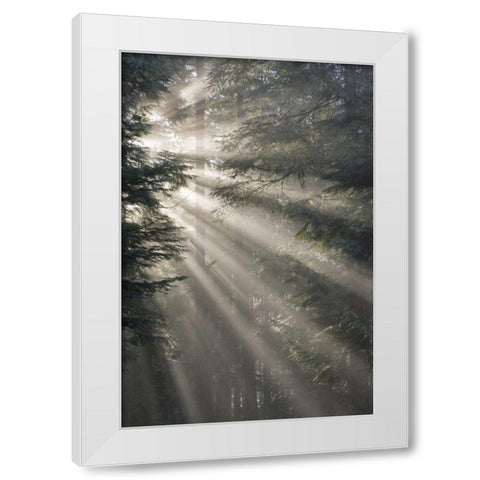 WA, Seabeck God rays illumine tree branches White Modern Wood Framed Art Print by Paulson, Don