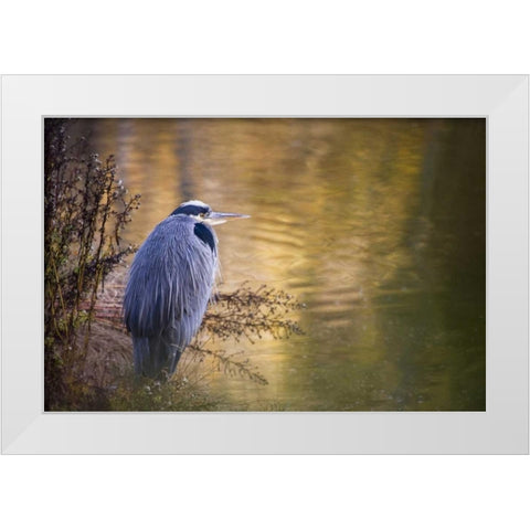 WA, Seabeck Great blue heron at edge of pond White Modern Wood Framed Art Print by Paulson, Don