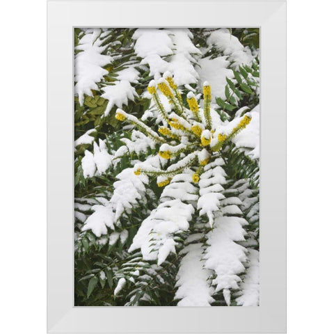 WA, snowy Oregon grape shrub with yellow flowers White Modern Wood Framed Art Print by Paulson, Don