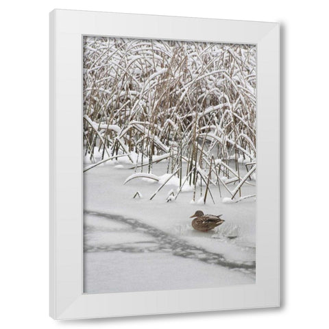 WA, Seabeck Lone mallard duck sits on icy pond White Modern Wood Framed Art Print by Paulson, Don