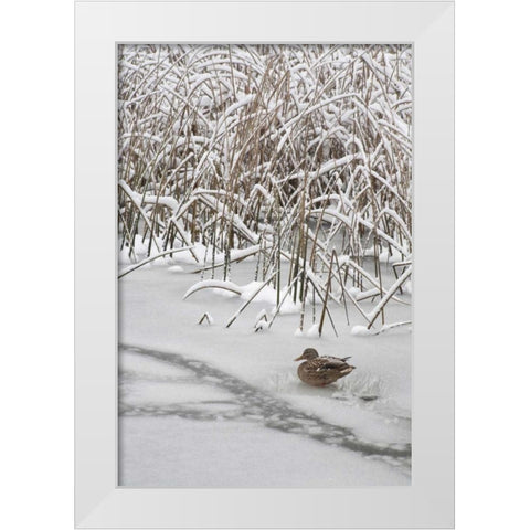 WA, Seabeck Lone mallard duck sits on icy pond White Modern Wood Framed Art Print by Paulson, Don