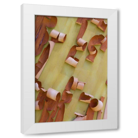 WA, Port Townsend Pacific madrone bark detail White Modern Wood Framed Art Print by Delisle, Gilles