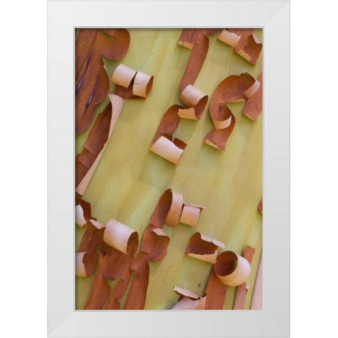 WA, Port Townsend Pacific madrone bark detail White Modern Wood Framed Art Print by Delisle, Gilles