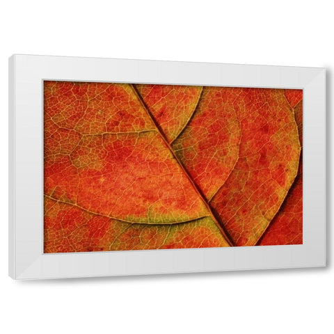 WA, Bellingham Dogwood leaf with veins in fall White Modern Wood Framed Art Print by Satushek, Steve