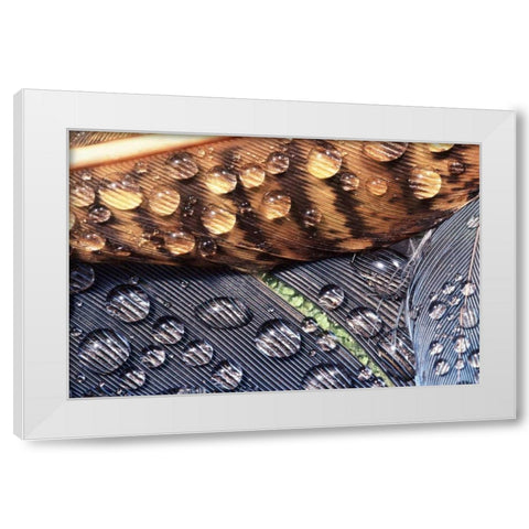 WA, Bellingham Close up of feather with dew White Modern Wood Framed Art Print by Satushek, Steve