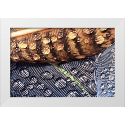 WA, Bellingham Close up of feather with dew White Modern Wood Framed Art Print by Satushek, Steve