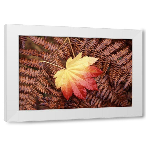 Washington State, Skagit County, Fall Foliage White Modern Wood Framed Art Print by Satushek, Steve