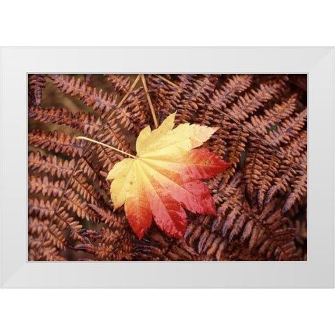 Washington State, Skagit County, Fall Foliage White Modern Wood Framed Art Print by Satushek, Steve