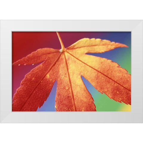 USA, Washington, Bellingham White Modern Wood Framed Art Print by Satushek, Steve