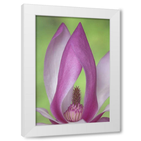 USA, Washington Close-up of magnolia blossom White Modern Wood Framed Art Print by Paulson, Don