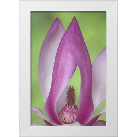 USA, Washington Close-up of magnolia blossom White Modern Wood Framed Art Print by Paulson, Don
