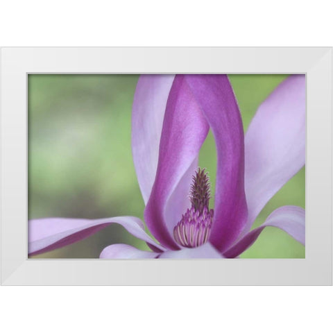 USA, Washington Close-up of magnolia blossom White Modern Wood Framed Art Print by Paulson, Don
