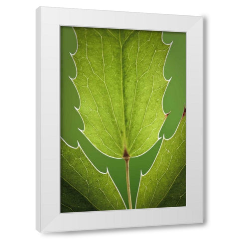 Washington, Seabeck Oregon grape plant White Modern Wood Framed Art Print by Paulson, Don