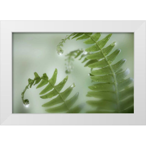Washington, Seabeck Close-up of dewy deer ferns White Modern Wood Framed Art Print by Paulson, Don