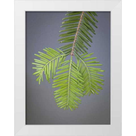 Washington, Stehekin Close-up of new fir needles White Modern Wood Framed Art Print by Paulson, Don