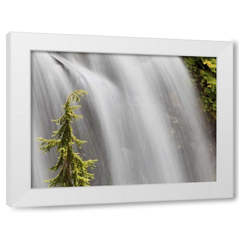 WA, Stehekin Waterfall on the Agnes Gorge Trail White Modern Wood Framed Art Print by Paulson, Don