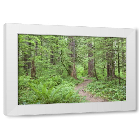 Washington, Olympic NF Trail through the forest White Modern Wood Framed Art Print by Paulson, Don