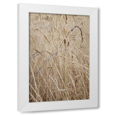 Washington, Silverdale Barbed wire in a field White Modern Wood Framed Art Print by Paulson, Don