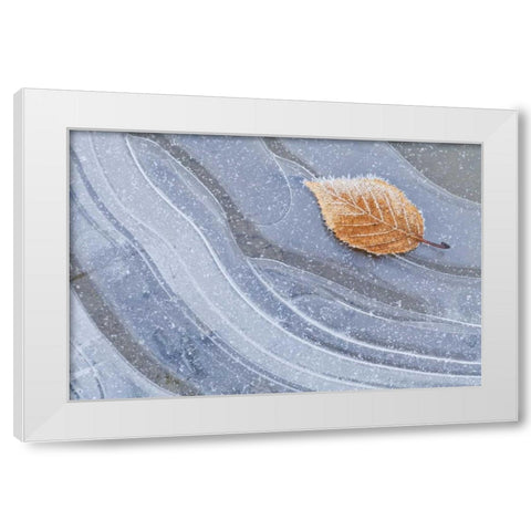 WA, Seabeck Autumn leaf on ice with frost White Modern Wood Framed Art Print by Paulson, Don
