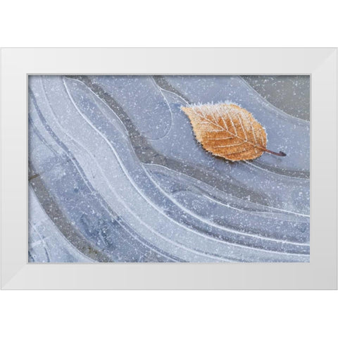 WA, Seabeck Autumn leaf on ice with frost White Modern Wood Framed Art Print by Paulson, Don