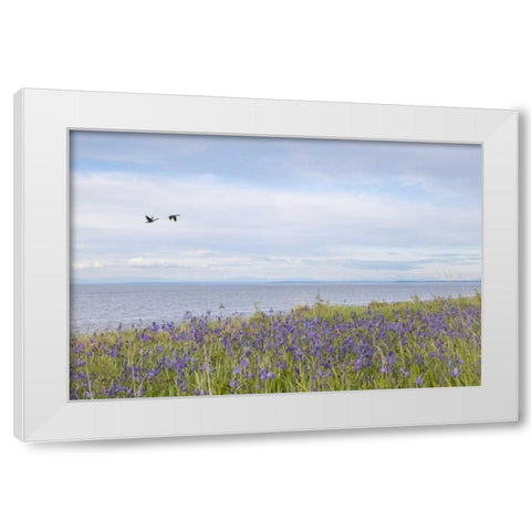 WA, San Juans Camas flowers on Patos Island White Modern Wood Framed Art Print by Paulson, Don