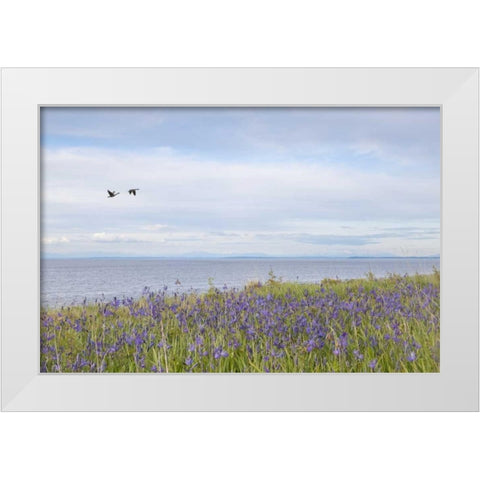 WA, San Juans Camas flowers on Patos Island White Modern Wood Framed Art Print by Paulson, Don