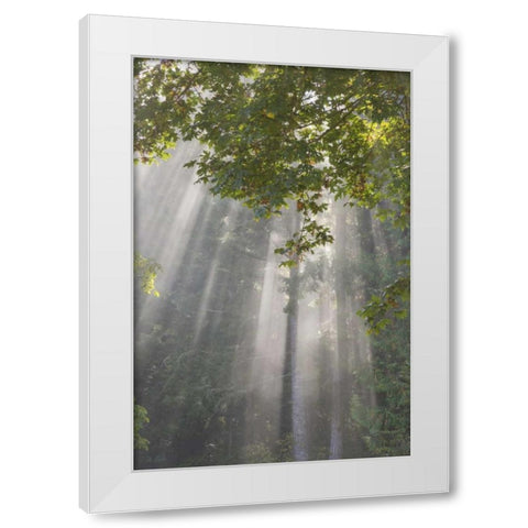 WA, Seabeck Morning sun through foggy trees White Modern Wood Framed Art Print by Paulson, Don