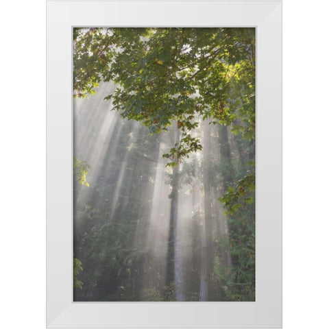 WA, Seabeck Morning sun through foggy trees White Modern Wood Framed Art Print by Paulson, Don