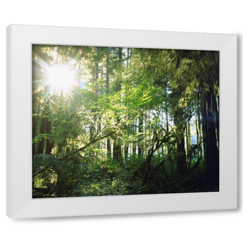 WA, Olympic NP Moss growing from trees White Modern Wood Framed Art Print by Talbot Frank, Christopher