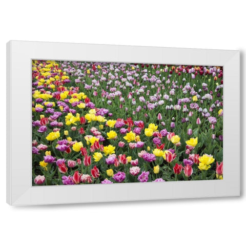 USA, Washington Field of blooming tulips White Modern Wood Framed Art Print by Shimlock, Jones