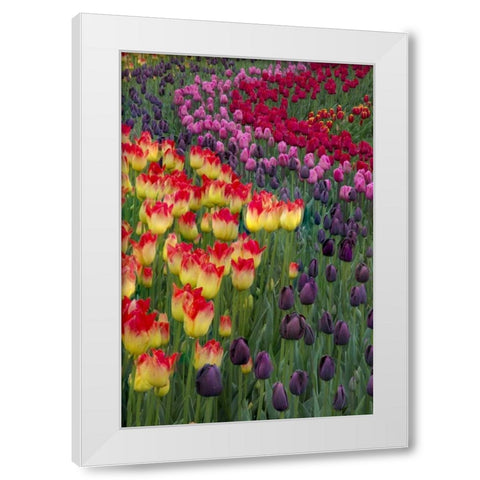 USA, Washington Blooming tulips White Modern Wood Framed Art Print by Shimlock, Jones