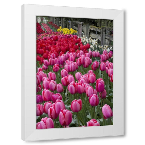 Washington Blooming tulips next to wooden fence White Modern Wood Framed Art Print by Shimlock, Jones