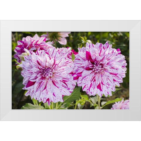USA, Washington Dahlia flowers in garden White Modern Wood Framed Art Print by Shimlock, Jones