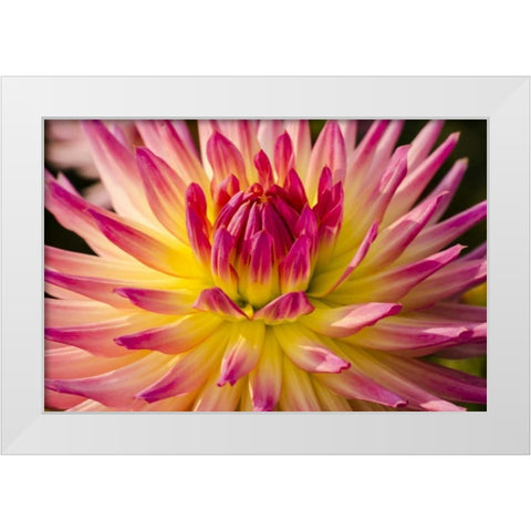 USA, Washington Detail of dahlia flower White Modern Wood Framed Art Print by Shimlock, Jones