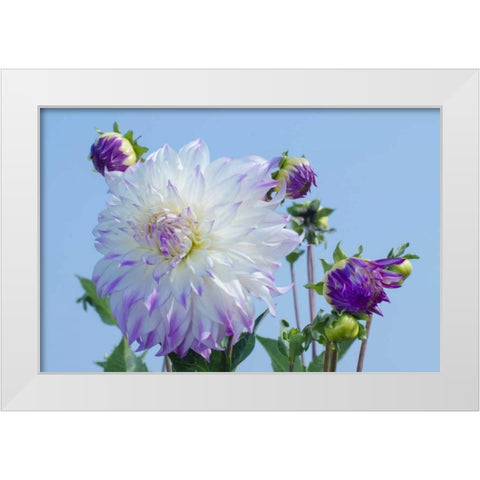 Washington Detail of dahlia flowers against sky White Modern Wood Framed Art Print by Shimlock, Jones